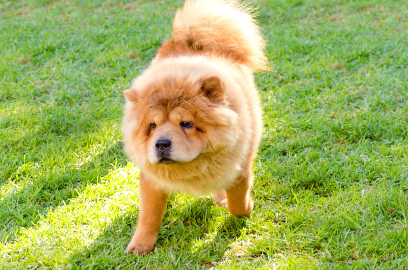 Chow chow fighting dog clearance
